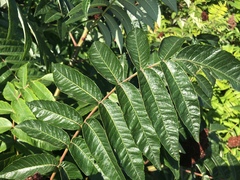 Rhus glabra