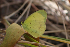 Eurema smilax
