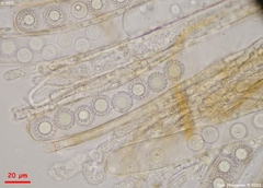 Plicariella flavovirens