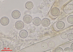 Plicariella flavovirens