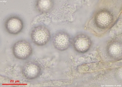 Plicariella flavovirens