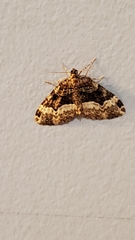 Euphyia intermediata