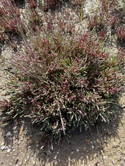 Tecticornia arbuscula