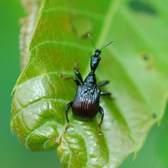 Apoderinae