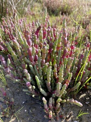 Tecticornia arbuscula