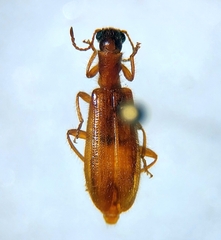 Cleridae