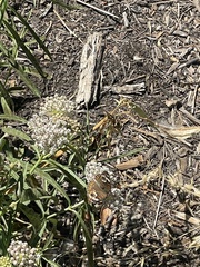 Junonia grisea