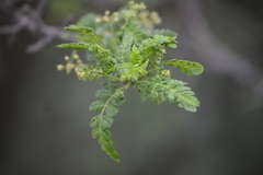 Bursera bipinnata