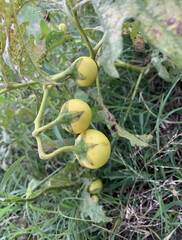 Solanum dimidiatum