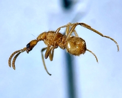 Crematoxenini