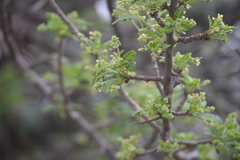 Bursera bipinnata