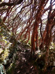 Polylepis