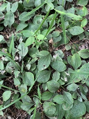 Antennaria plantaginifolia