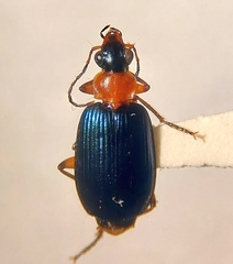 Lebia