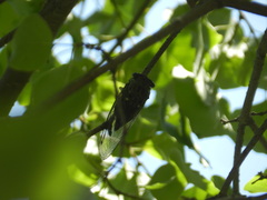 Neotibicen pruinosus