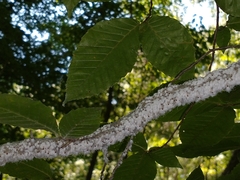 Grylloprociphilus imbricator