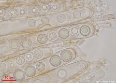Plicariella flavovirens