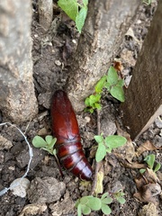 Sphingidae