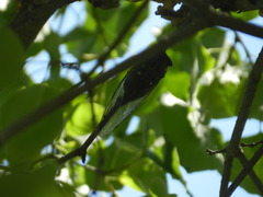 Neotibicen pruinosus