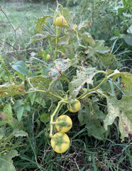 Solanum dimidiatum