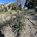 Oreocarya sericea - Photo (c) Zach Coury, algunos derechos reservados (CC BY-NC), subido por Zach Coury