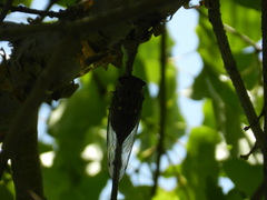 Neotibicen pruinosus