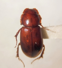 Aphodiinae