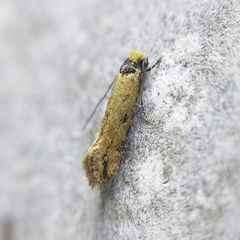 Tineidae