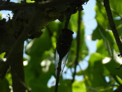 Neotibicen pruinosus