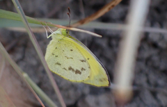 Eurema smilax