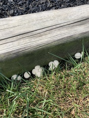 Lycoperdon pratense