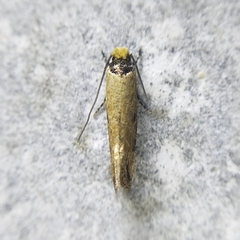 Tineidae