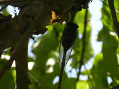 Neotibicen pruinosus