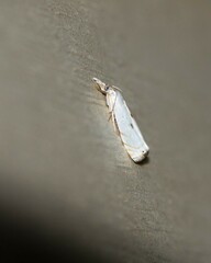 Microcrambus biguttellus
