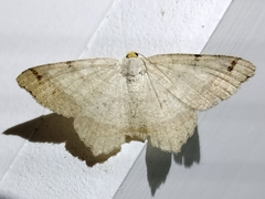 Macaria bicolorata