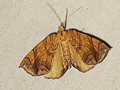 Eulithis diversilineata