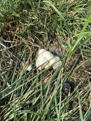 Lycoperdon pratense