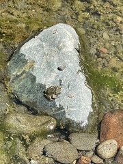 Rana boylii