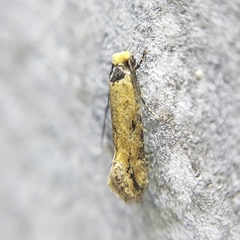 Tineidae