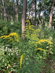 Solidago ulmifolia