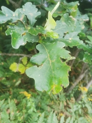 Quercus macrocarpa