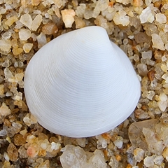 Veneridae