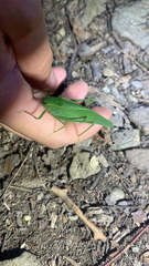 Microcentrum retinerve