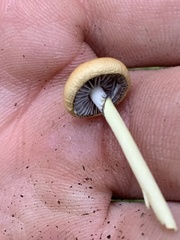 Protostropharia semiglobata