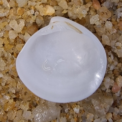Veneridae