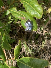 Eirmocides absimilis