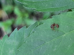 Myrmica