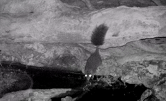 Phascogale tapoatafa