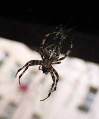 Araneus diadematus
