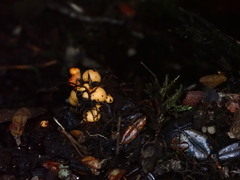 Phaeohelotium baileyanum